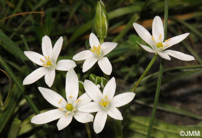 Ornithogalum kochii