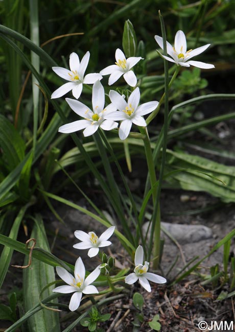 Ornithogalum kochii