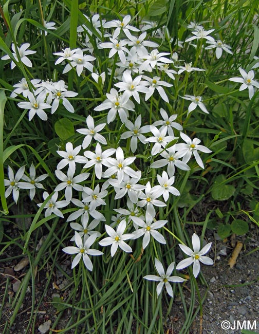 Ornithogalum kochii