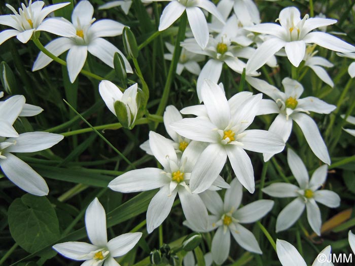 Ornithogalum kochii