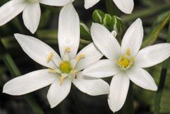 Ornithogalum kochii