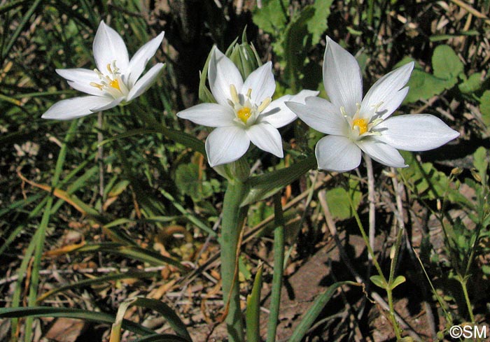 Ornithogalum orthophyllum