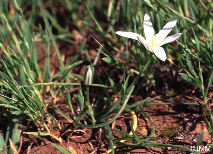 Ornithogalum pedicellare