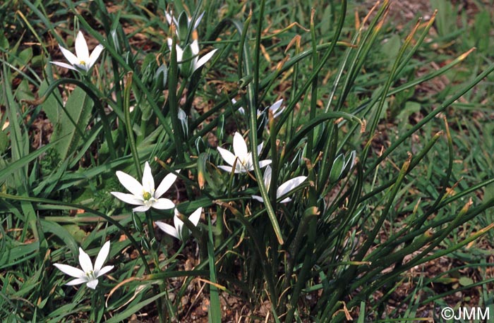 Ornithogalum umbellatum