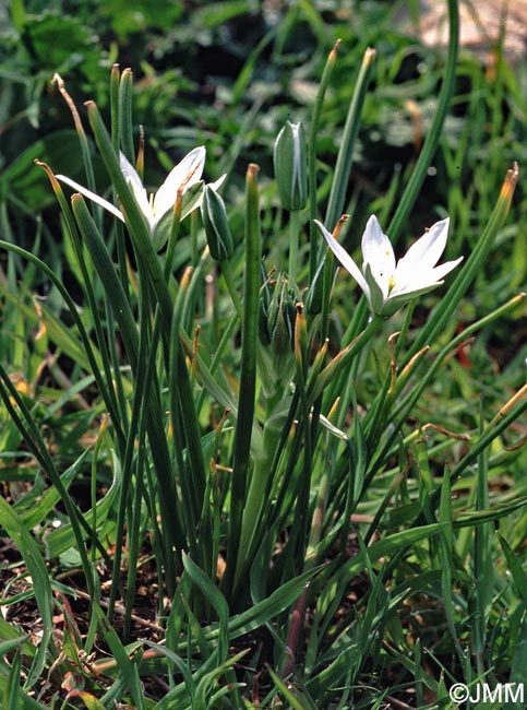 Ornithogalum umbellatum