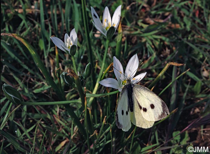 Ornithogalum umbellatum