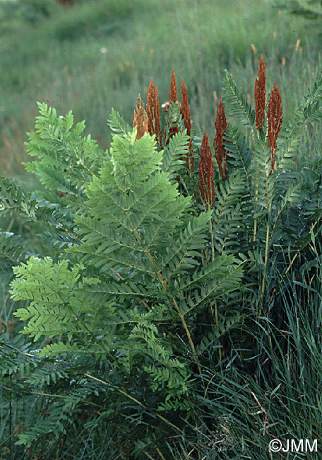 Osmunda regalis