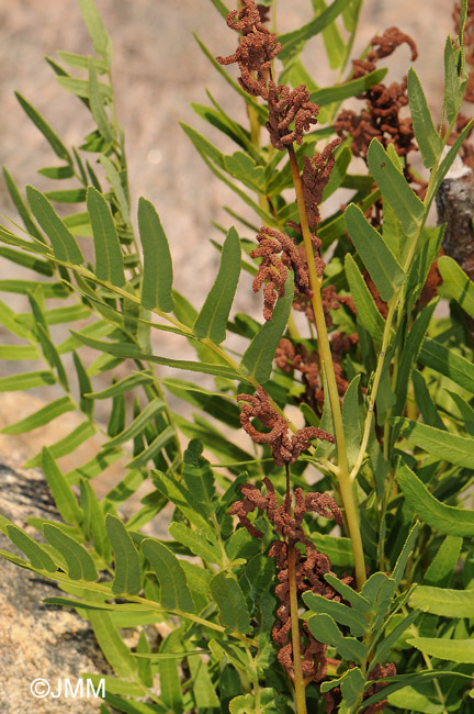 Osmunda regalis