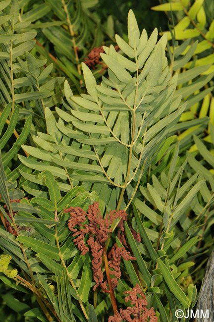 Osmunda regalis