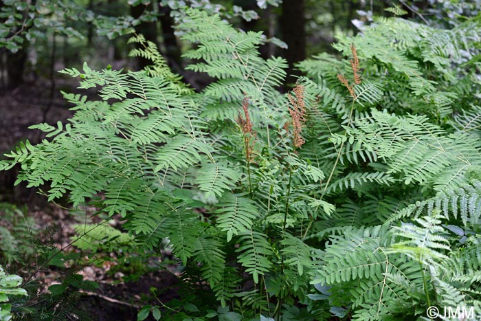 Osmunda regalis