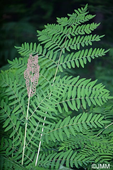 Osmunda regalis