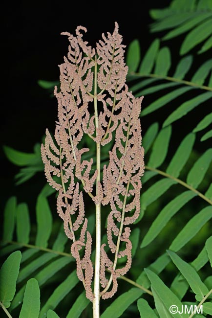 Osmunda regalis