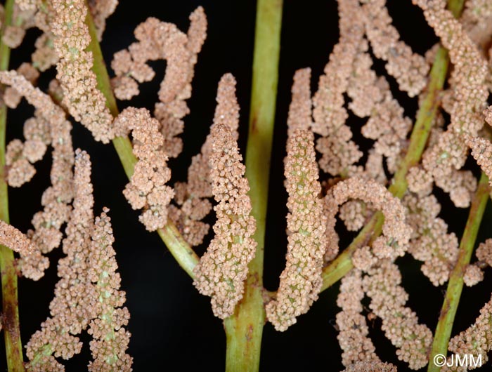 Osmunda regalis