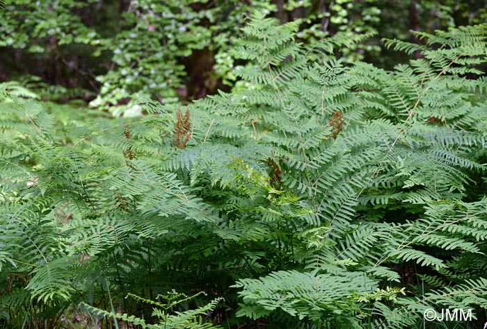 Osmunda regalis