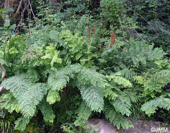 Osmunda regalis