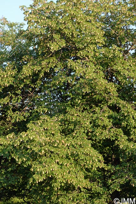 Ostrya carpinifolia