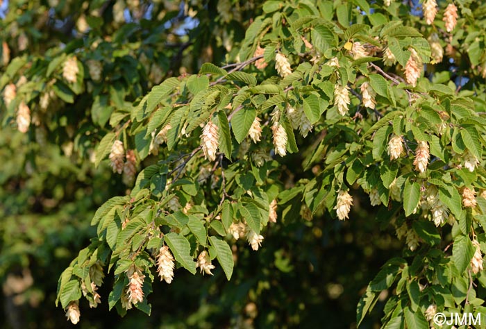 Ostrya carpinifolia