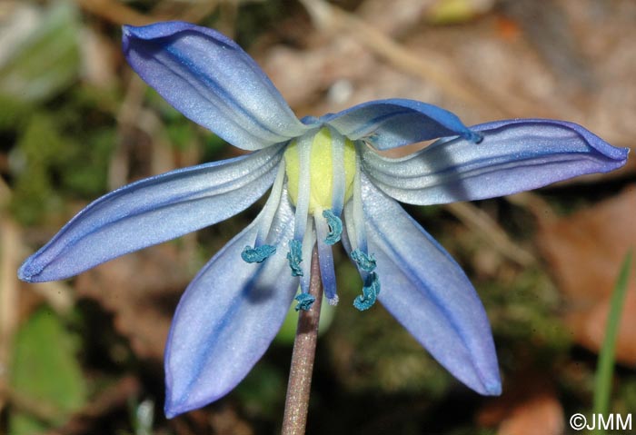 Othocallis siberica = Scilla siberica