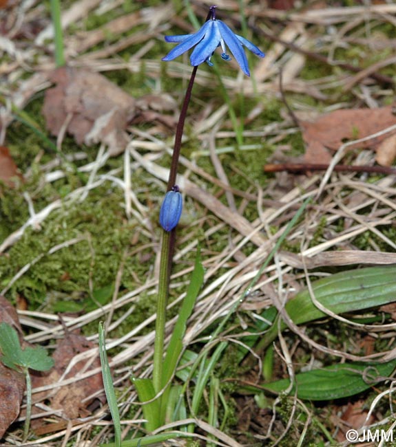 Othocallis siberica = Scilla siberica