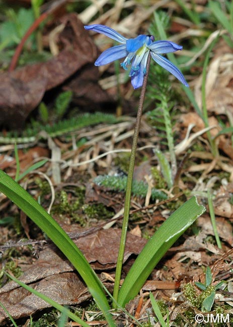 Othocallis siberica = Scilla siberica