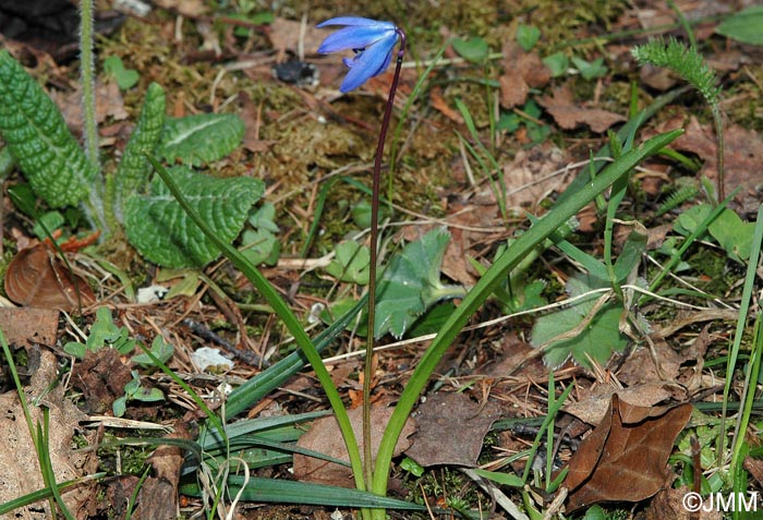 Othocallis siberica = Scilla siberica