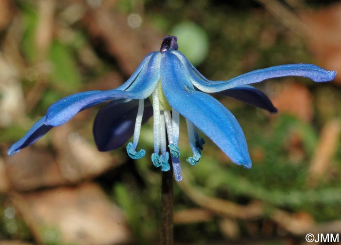 Othocallis siberica = Scilla siberica