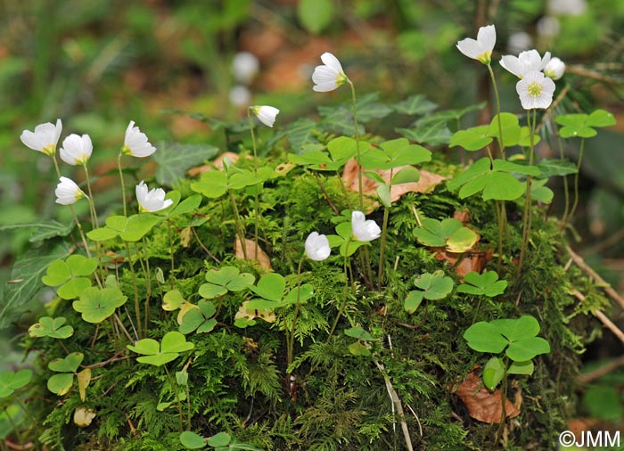 Oxalis acetosella