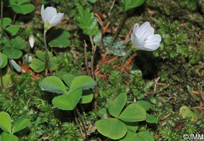 Oxalis acetosella