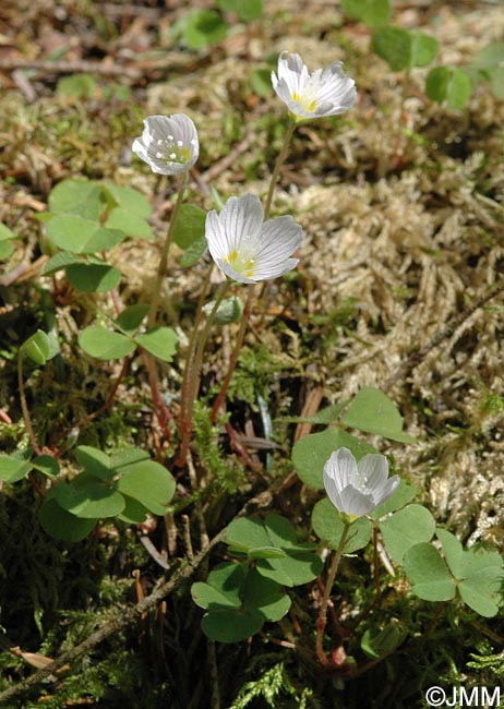 Oxalis acetosella