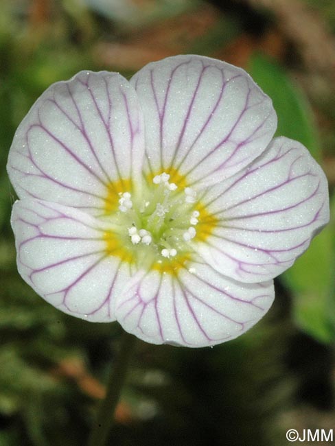 Oxalis acetosella