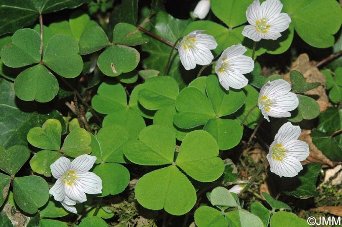 Oxalis acetosella