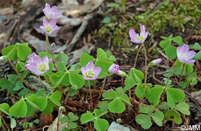 Oxalis acetosella