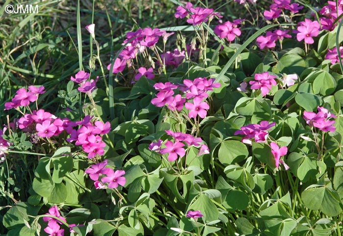 Oxalis articulata