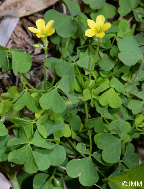 Oxalis fontana