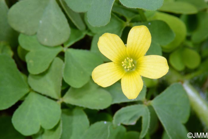 Oxalis fontana