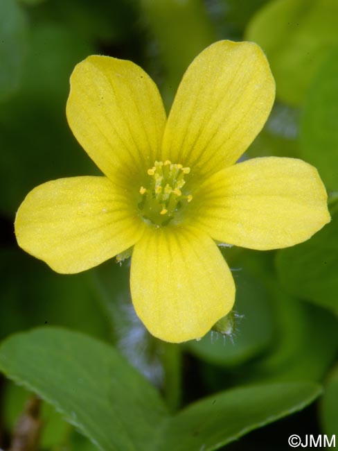 Oxalis fontana