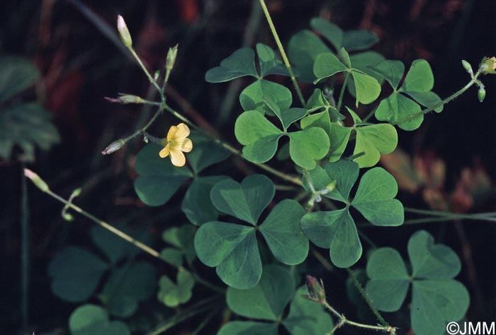 Oxalis fontana