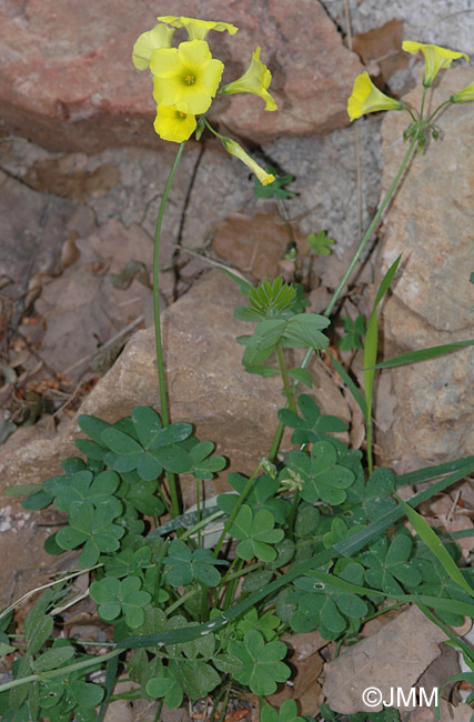 Oxalis pes-caprae