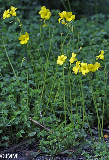 Oxalis pes-caprae