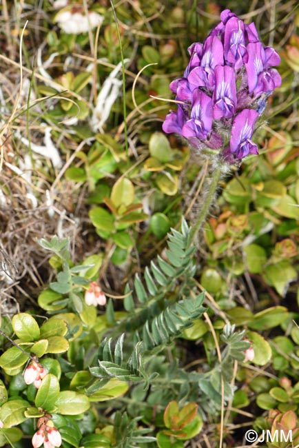 Oxytropis halleri