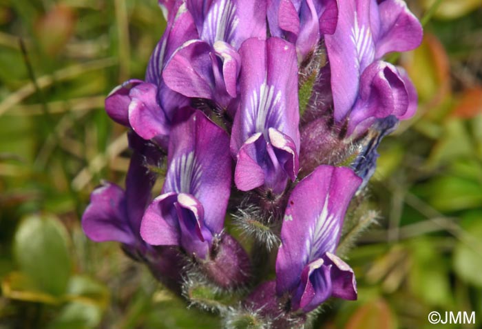 Oxytropis halleri