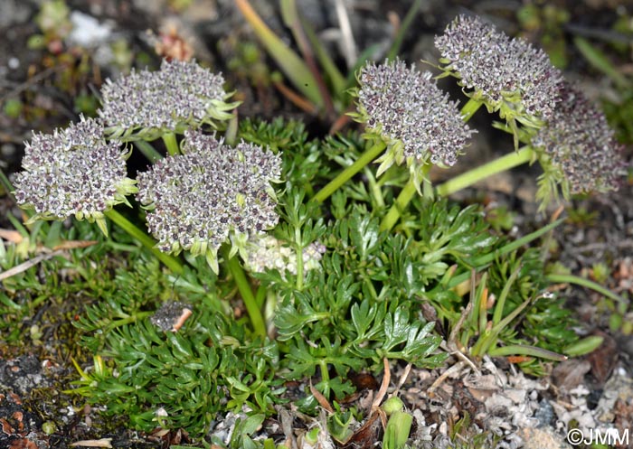 Pachypleurum mutellinoides = Ligusticum mutellinoides