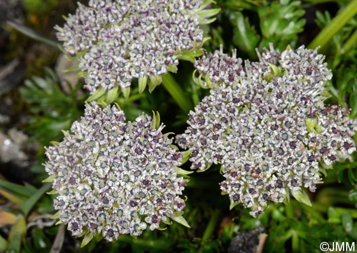 Pachypleurum mutellinoides = Ligusticum mutellinoides