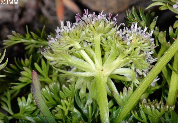 Pachypleurum mutellinoides = Ligusticum mutellinoides