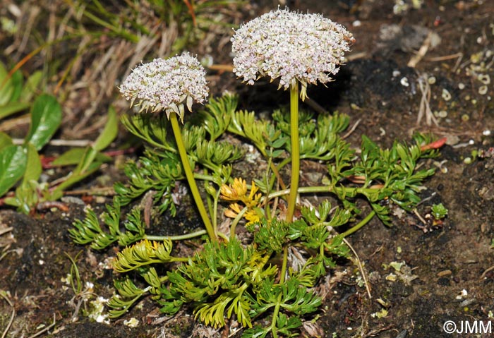 Pachypleurum mutellinoides = Ligusticum mutellinoides