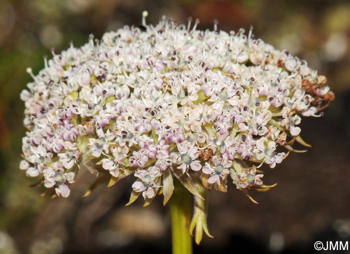 Pachypleurum mutellinoides = Ligusticum mutellinoides