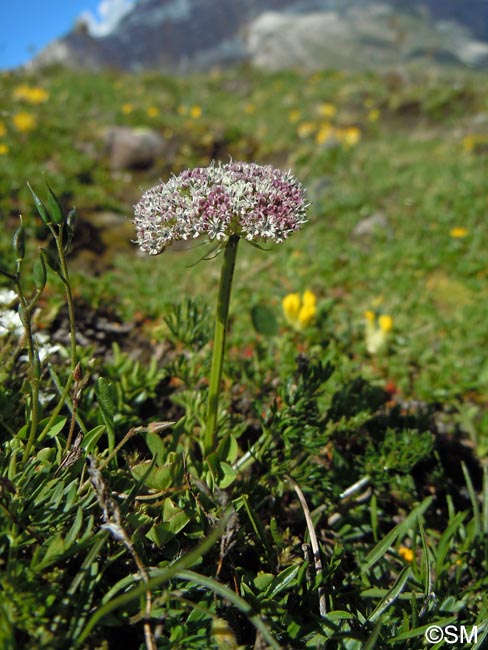 Pachypleurum mutellinoides = Ligusticum mutellinoides