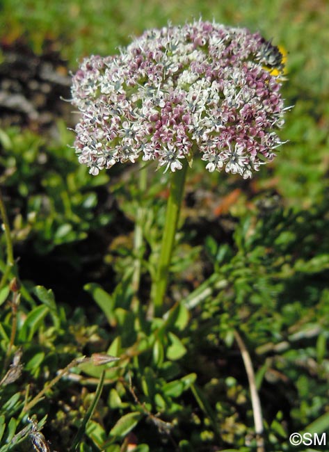 Pachypleurum mutellinoides = Ligusticum mutellinoides