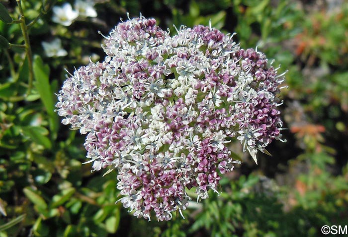 Pachypleurum mutellinoides = Ligusticum mutellinoides