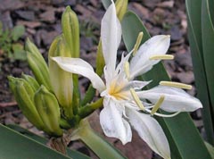 Pancratium illyricum